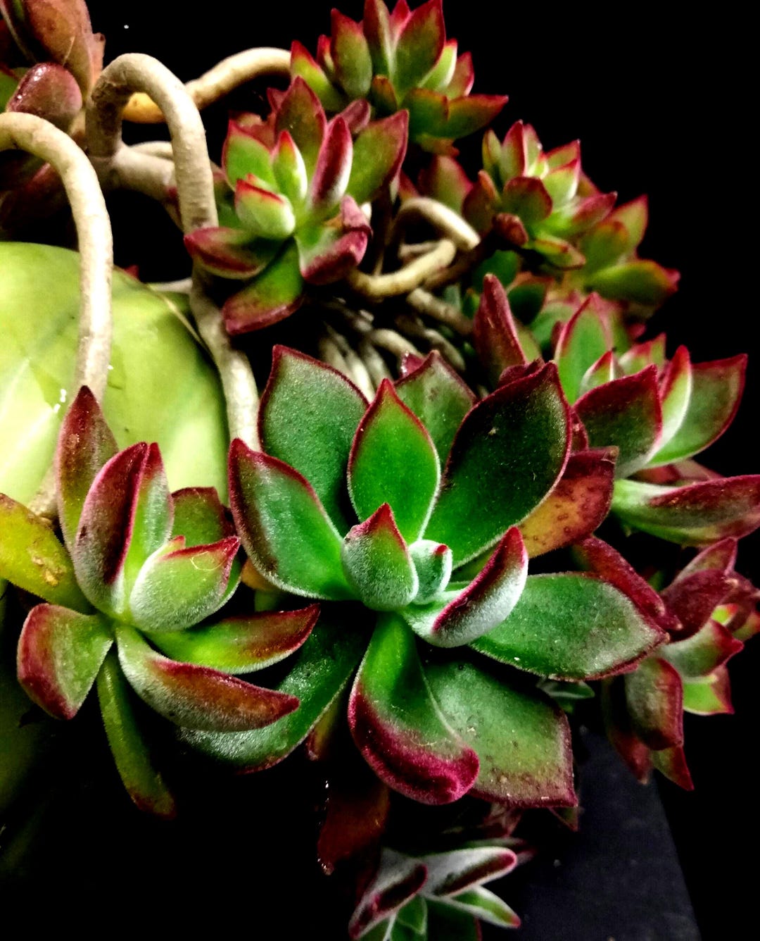 Impressive Rosettes Echeveria Pulvinata × Harmsii, Chenille Plant