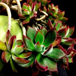 Echeveria Pulv-Oliver (Pulvinata × Harmsii), Chenille Plant. Impressive Rosettes. Fuzzy leaf covered in fine white hairs.