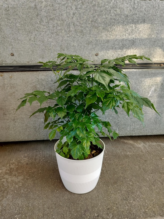 arabian jasmine plant Jasmine - Sambac Belle of India Potted Plant