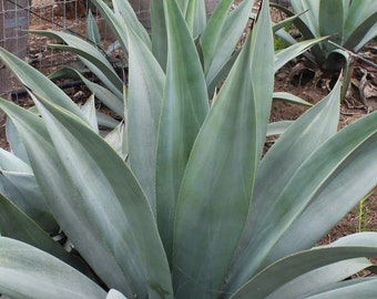 Agave Weberi, Weber Agave, bluish-green evergreen foliage bold spikes of yellow cup-shaped flowers in mid-summer.USDA Zone 8-11.