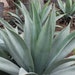 see more listings in the Aloe & Agave section