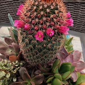 Old Lady Pincushion Cactus