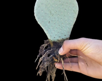 Opuntia basilaris azul, el cactus cola de castor, con flores de color fucsia brillante, florece desde la primavera hasta principios del verano. Zona 6b del USDA.