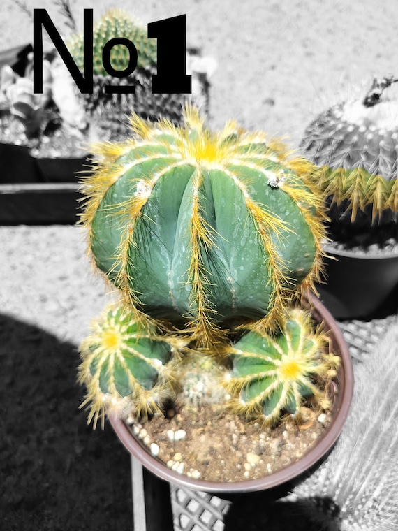 Balloon Cactus, Notocactus Magnificus, Parodia Magnifica, Cactus,  Succulent, Live Plant - Etsy