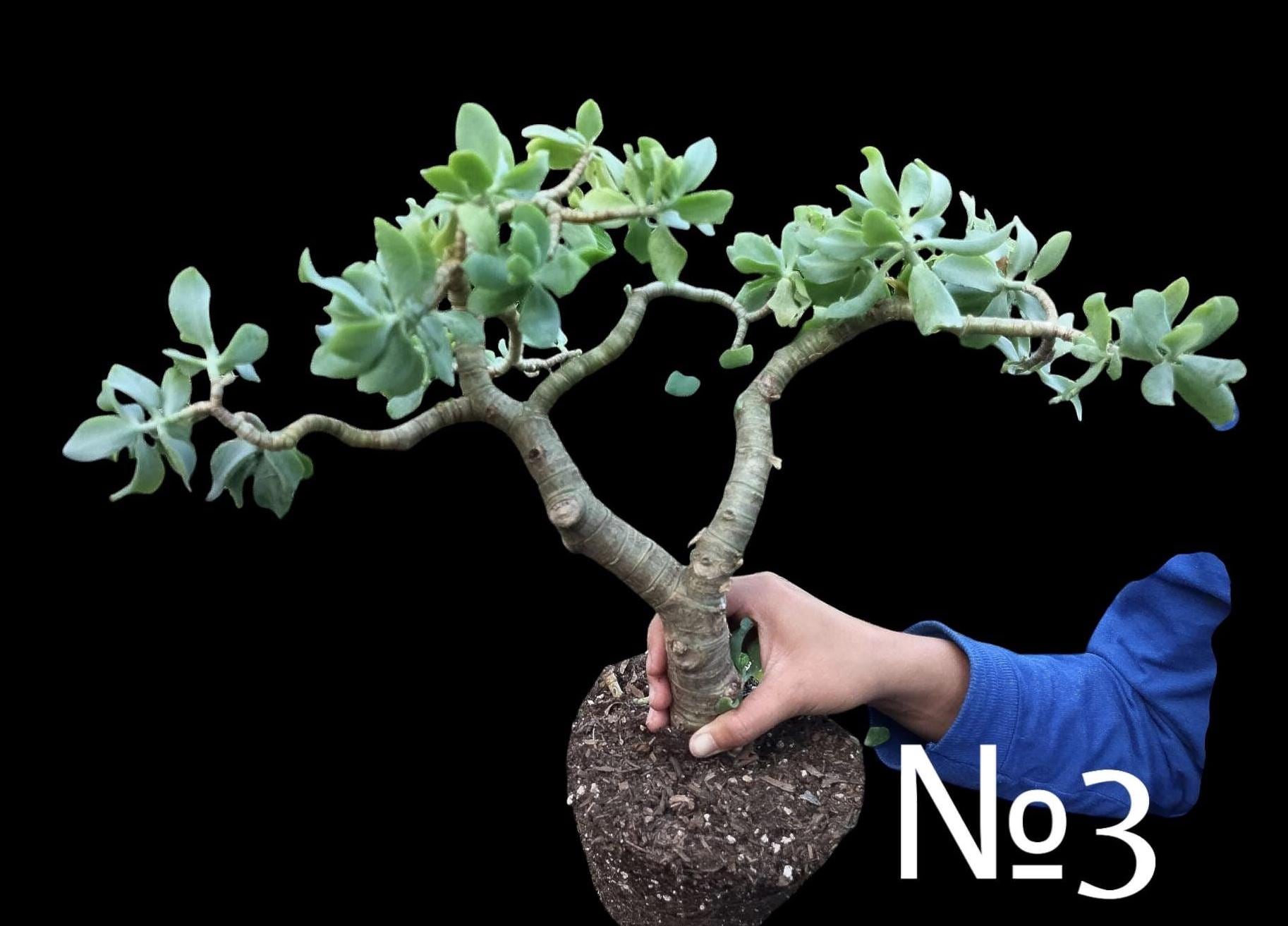 XL Crassula Arborescens Ssp. Undulatifolia, Ripple Jade, Curly