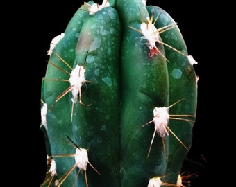 Stetsonia Coryne, Toothpick Cactus, Specimen focal point, xeriscape, large scale desert gardens. USDA Zone 9-11