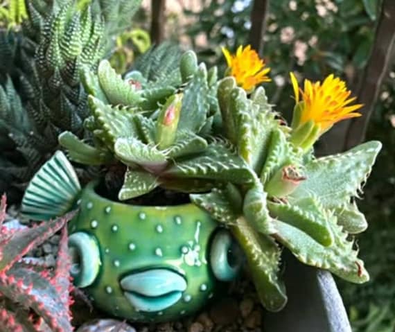 Tiger Jaw Faucaria Tigrina, Shark's Jaws, Attractive Flower and Boat-shaped  Toothed Foliage. Zone 9a. - Etsy