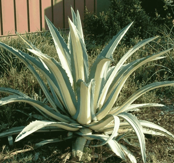 White-Striped Century Plant 'Mediopicta Alba', thick pointy grey-green  leaves with a creamy streak, urn-shaped silhouette. - Etsy sterreich