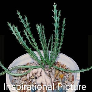 Euphorbia Knuthii, dwarf spiny succulent shrublet. Roots Tuberous & Rhizomatous turns to Serpentine Caudex, blooms mid-late summer. Zones 9. image 4