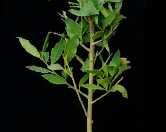 XL Bay Laurel Herb (Laurus nobilis, Lauraceae). Aromatic Evergreen, deep glossy green foliage used in cooking. USDA Zone 8b