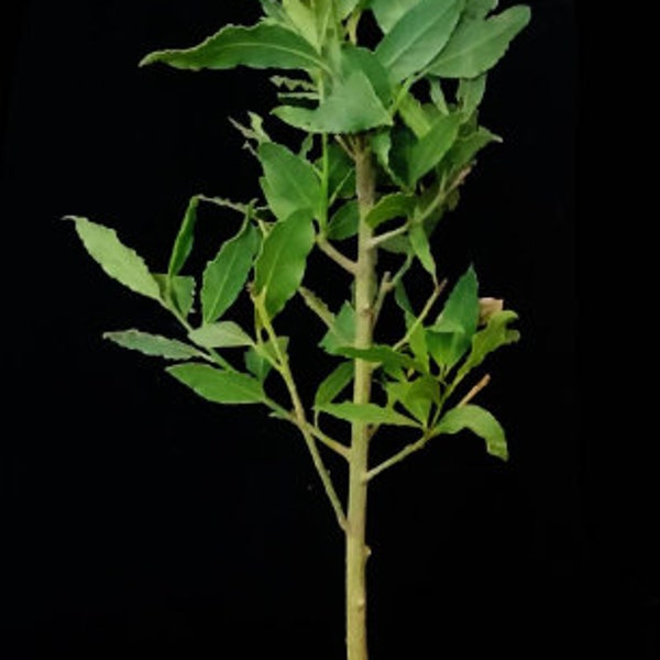 XL Bay Laurel Herb (Laurus nobilis, Lauraceae). Aromatic Evergreen, deep glossy green foliage used in cooking. USDA Zone 8b