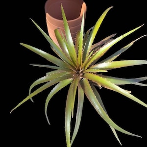 Dyckia,Bromeliaceae, Pitcairnioideae, Garrelia Gaudich, Prionophyllum K.Koch, stiff and thorny leaves. image 1