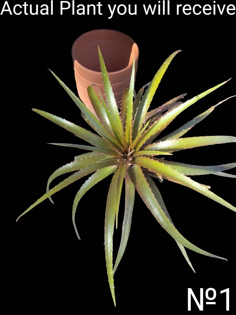 Dyckia,Bromeliaceae, Pitcairnioideae, Garrelia Gaudich, Prionophyllum K.Koch, stiff and thorny leaves. image 1