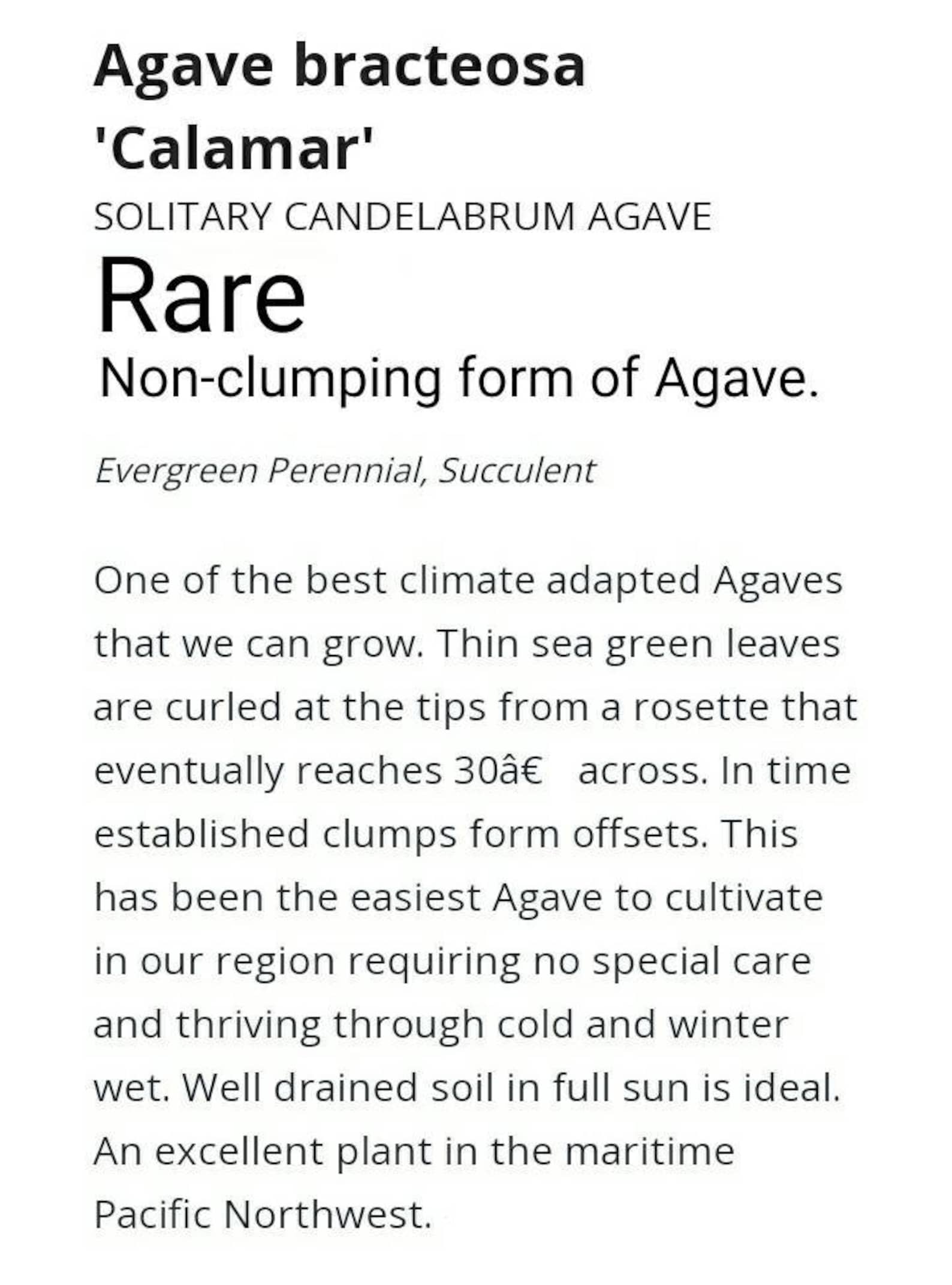 Rare Arch Leaf Agave Bracteosa 'calamar' - Etsy