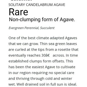 Rare Arch Leaf Agave Bracteosa 'calamar' , Non-clumping Form of Agave ...