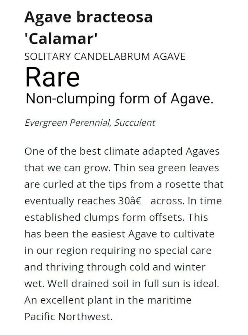 Rare Arch Leaf Agave Bracteosa 'calamar' - Etsy