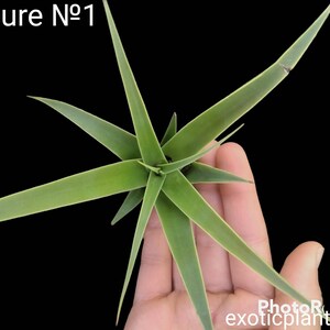 Rare Arch Leaf Agave Bracteosa 'calamar' , Non-clumping Form of Agave ...