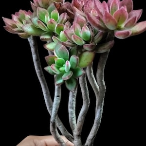 May include: A succulent plant with multiple stems, each topped with a cluster of green and reddish-pink leaves. The plant is approximately 9 inches tall, with the text "No1" above it. The background is black.