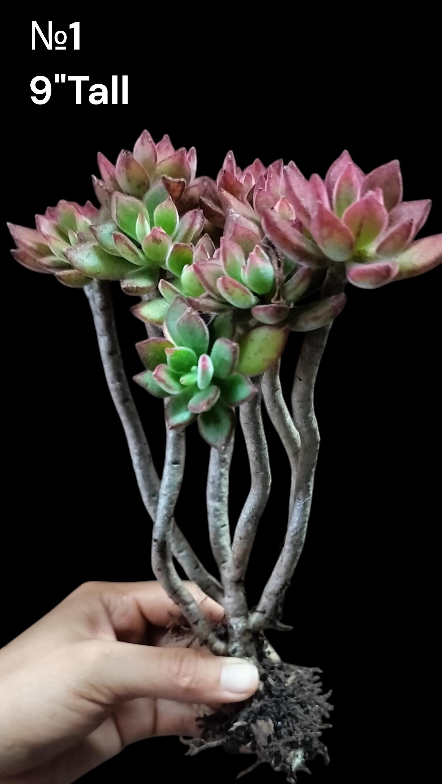 Echeveria Red Devotion Ruby Slippers, Echeveria Pulvinata, Rare