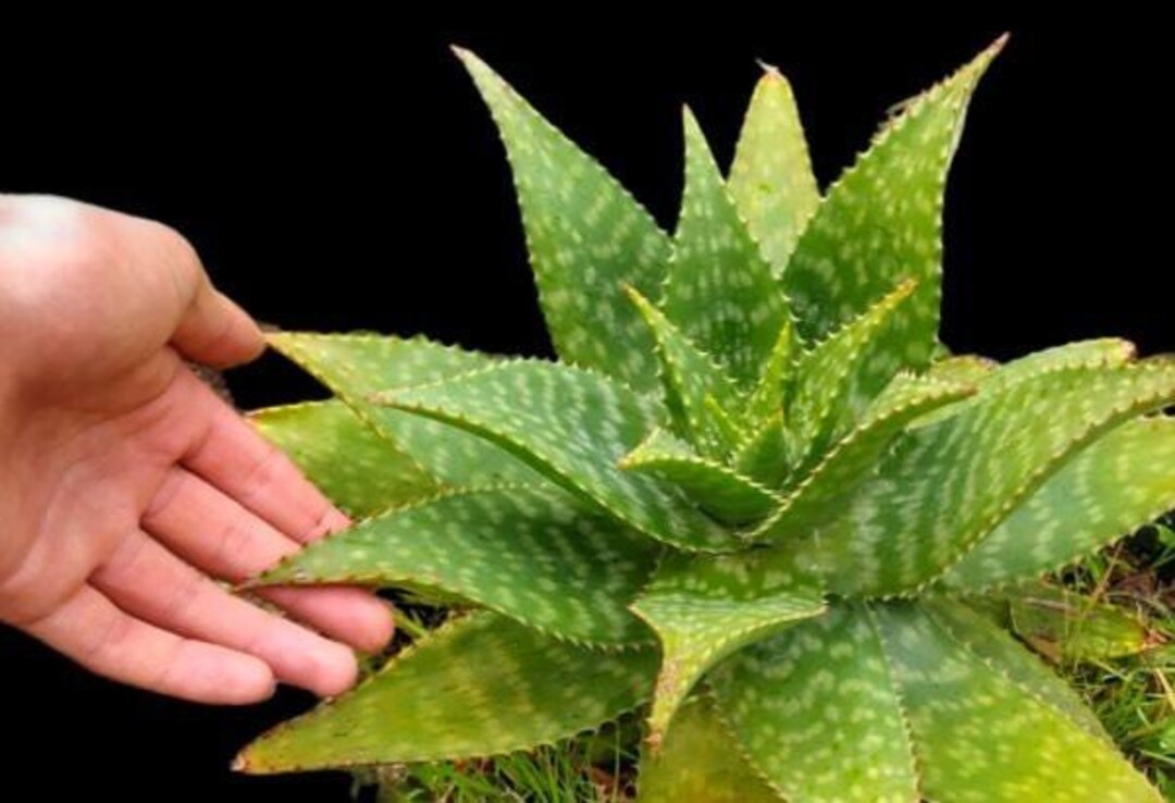 XL Soap Aloe MACULATA Saponaria 