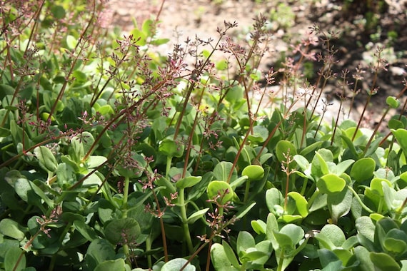 Crassula Multicava , Fairy Crassula, Pitted Crassula, London Pride, Cape  Province Pygmy Weed. Grown Cover, Hanging Basket. USDA Zone 9. - Etsy