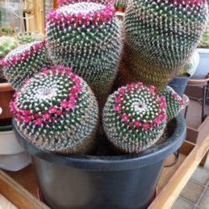 May include: A group of cactus plants in a black pot. The cactus plants are green with white spines and pink flowers.