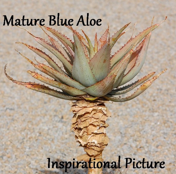 Aloe Glauca, Blue Aloe, Var. Elatior, Var. Humilior, Var. Spinosior, Var.  Major, Aloe Perfoliata Var. Kappa, Aloe Muricata, Aloe Rhodacantha - Etsy