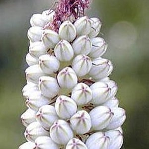 Drimia Maritima, Urginea Maritima, Sea Squill, Maritime Squill, Red Squill, use as cut flower. USDA Zone 8 image 4