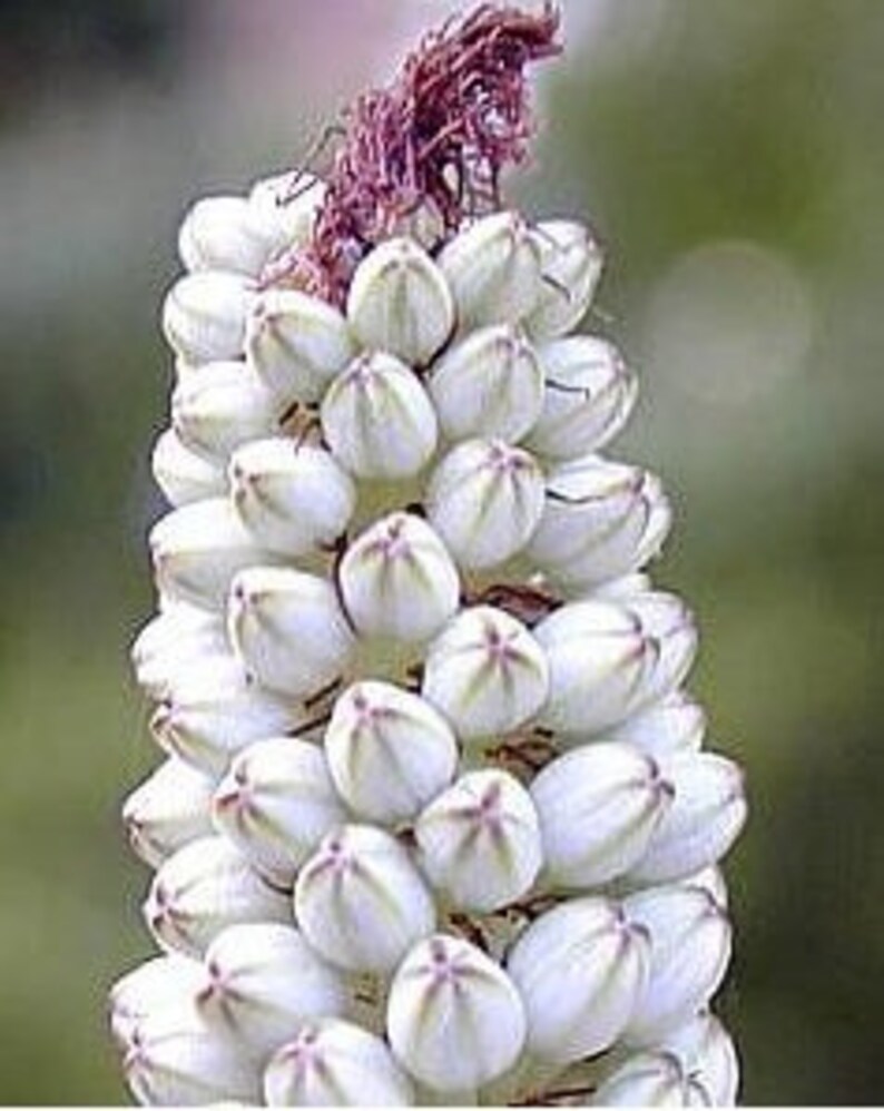 Drimia Maritima, Urginea Maritima, Sea Squill, Maritime Squill, Red Squill, use as cut flower. USDA Zone 8 image 4