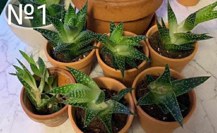 XL Lace Aloe, Aristaloe Aristata, Torch Plant. Actively Grows in