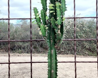 XL Green Euphorbia Trigona| African Milk Tree| Cathedral Cactus| High Chaparral ,Abyssinian euphorbia. Tropical Cactus Zone 9