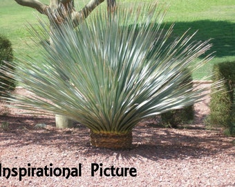 XL Dasylirion Wheeleri, Desert Spoon, Spoon Flower, Spoon Yucca, used for food and fiber, making Sotol & Mezcal. 24"H-36"W.