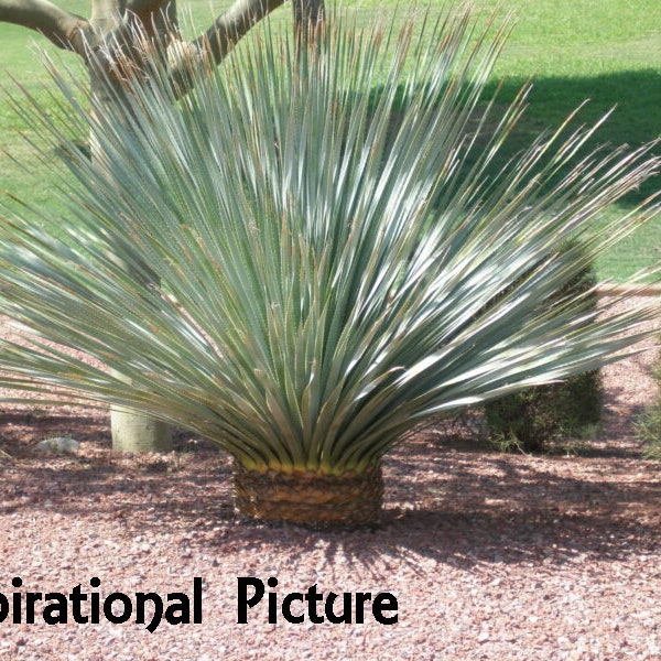 XL Dasylirion Wheeleri, Desert Spoon, Spoon Flower, Spoon Yucca, used for food and fiber, making Sotol & Mezcal. 24"H-36"W.