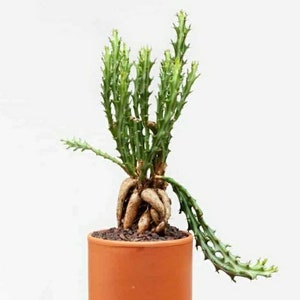 Euphorbia Knuthii, dwarf spiny succulent shrublet. Roots Tuberous & Rhizomatous turns to Serpentine Caudex, blooms mid-late summer. Zones 9.