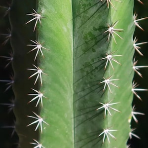 Stenocereus Griseus, The Organ Pipe Cactus. USDA Zone 9-11