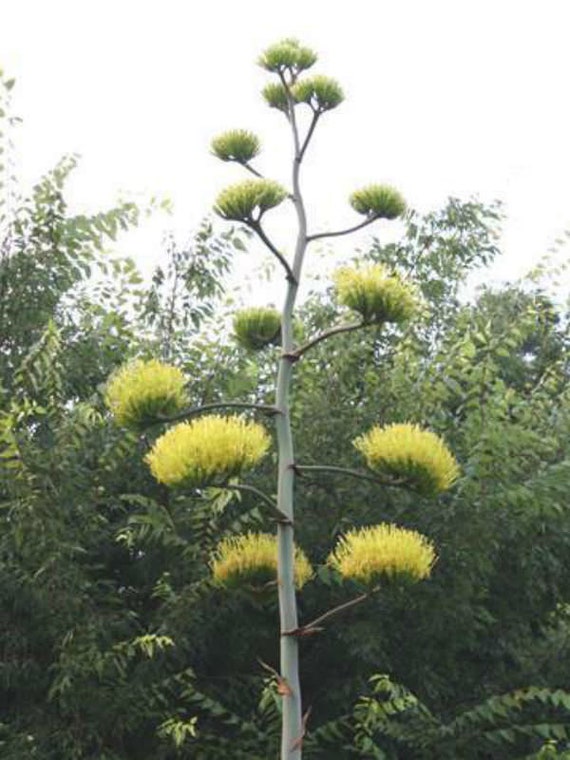 Manfreda Scabra, Agave Asperrima Jacobi 'lamparillo', the Rough