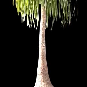Large Pony Tail Palms - Etsy