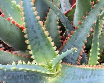 Aloe Swordfish, a blue-green hybrid that develops hints of violet in bright light. USDA Zone 10-12