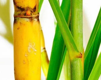 Organic Green Sugarcane Plant, Fresh Live Cuttings. 6"-8" long. Scions for Planting