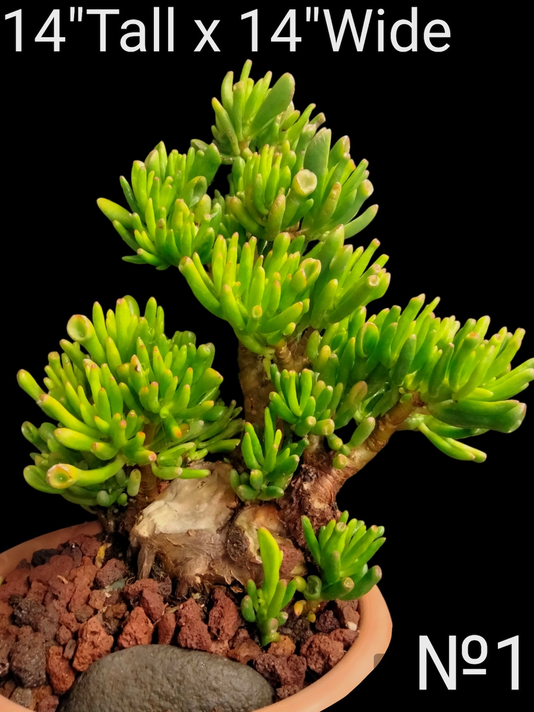 Bonsai Crassula Ovata Gollum, ET Fingers, Jade Fingers, Skinny Fingers. USDA Zone 911. Etsy