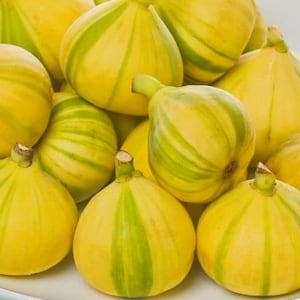 Organic Panachee Fig, Tiger Stripe Fig, Black Mission Fig and Kadota Fig, Scion Cutting, very easy to root.