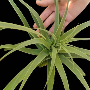 Rare Arch Leaf Agave Bracteosa 'calamar' , Non-clumping Form of Agave ...