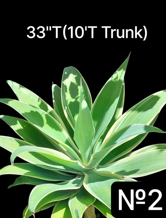 blauregen bonsai gestalten Afrikanischer Blauregen Bonsai Samen mit hoher Keimrate main image 0