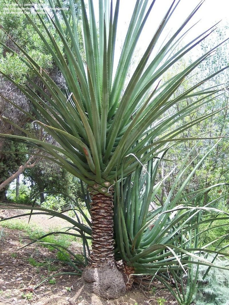 XL Furcraea Macdougallii, Tree Furcraea, MacDougall's Century, Largest Agave, Hardy to 20F image 7