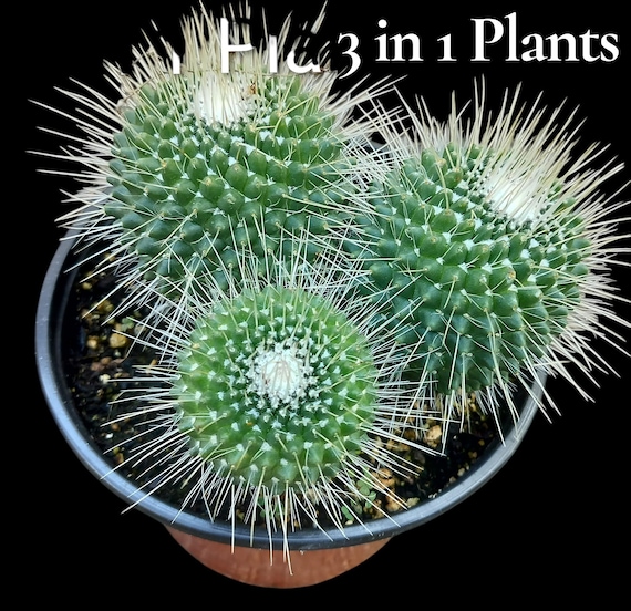 Mammillaria Un Pico, Spinosissima Unpico, USDA Zone 10-11 - Etsy