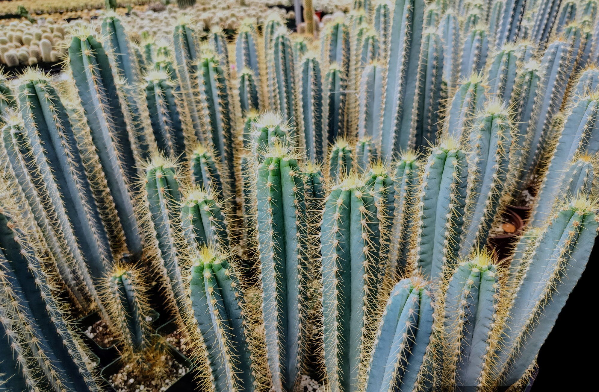 Pilosocereus Azureus - Brazillian Blue Torch Cactus. Hardy