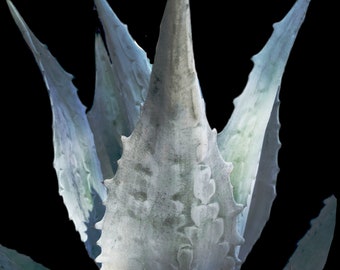 XL Agave Americana, American Century Plant. Winter Hardy to USDA Zones  8-10. - Etsy