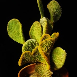 Opuntia Microdasys Var Pallida F. Cristata, unusual twisted pads, bright yellow clusters of glochids, Crested form of the Pallida. Zone 9