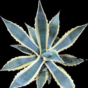 XL Agave Americana, American Century Plant. Winter Hardy to USDA Zones  8-10. - Etsy