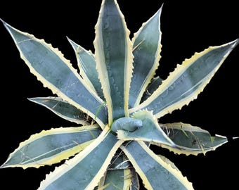 Zone 8 Plant, XL Agave Americana 'Marginata' Variegated Century Plant, agave, cactus, succulent, live plant, indoor,  outdoor.